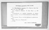 Trichaptum abietinum image